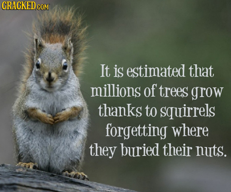 It is estimated that millions of trees grow thanks to squirrels forgetting where they buried their nuts. 