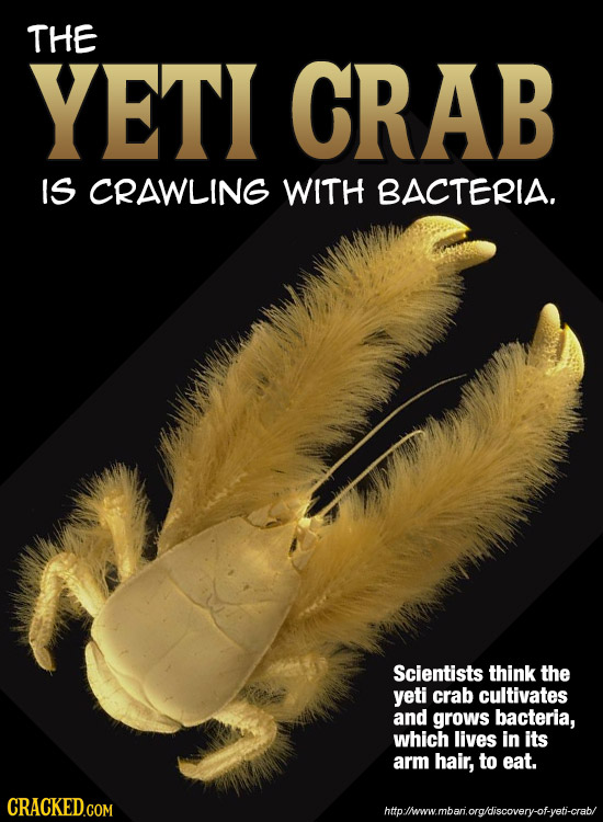 THE YETI CRAB IS CRAWLING WITH BACTERIA. Scientists think the yeti crab cultivates and grows bacteria, which lives in its arm hair, to eat. http:/heww