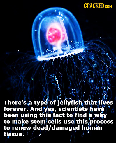 CRACKED.COM There's a type of jellyfish that livyes forever. And yes, scientists have been using this fact to find a way to make stem cells use this p