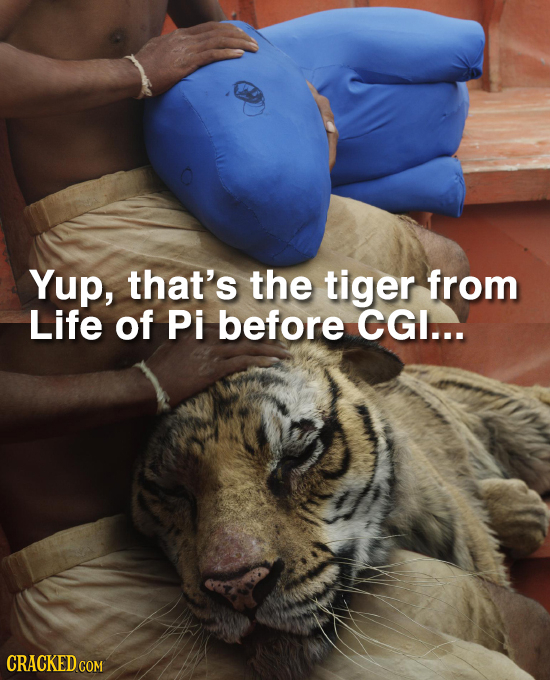 Yup, that's the tiger from Life of Pi before CGI... CRACKED COM