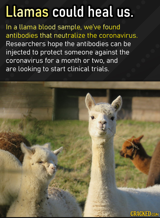 Llamas could heal us. In a llama blood sample, we've found antibodies that neutralize the coronavirus. Researchers hope the antibodies can be injected
