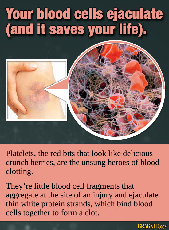 Your Body’s Incredible, Invisible Machinery (Made Visible)