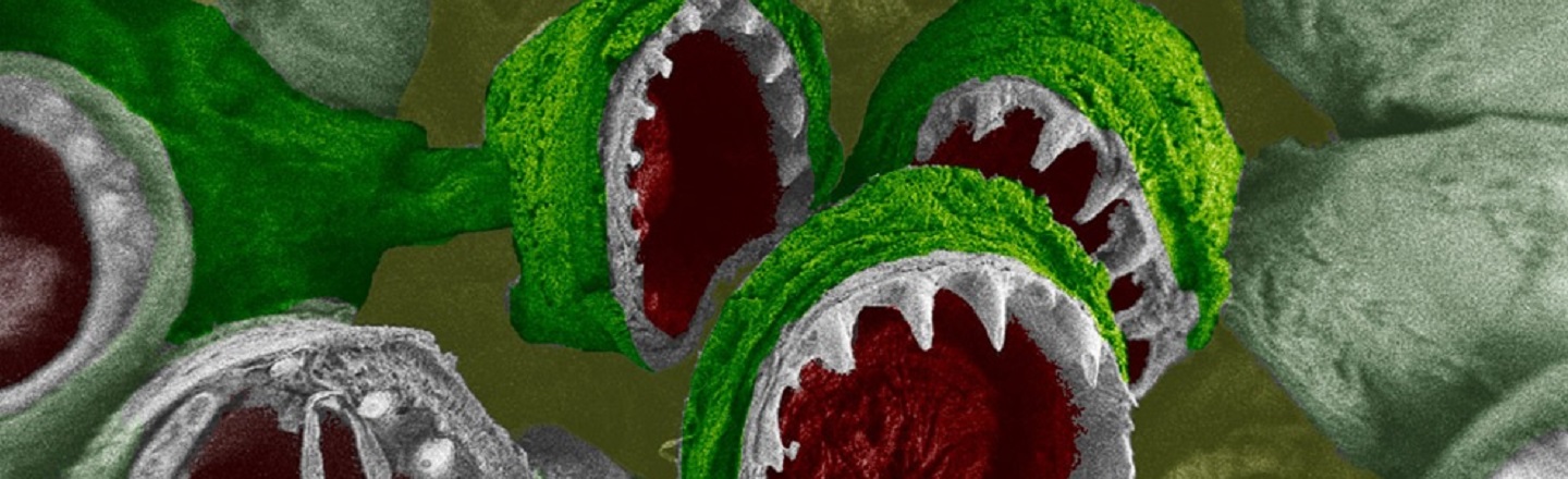 27 Ordinary Things That Look Horrifying Under A Microscope
