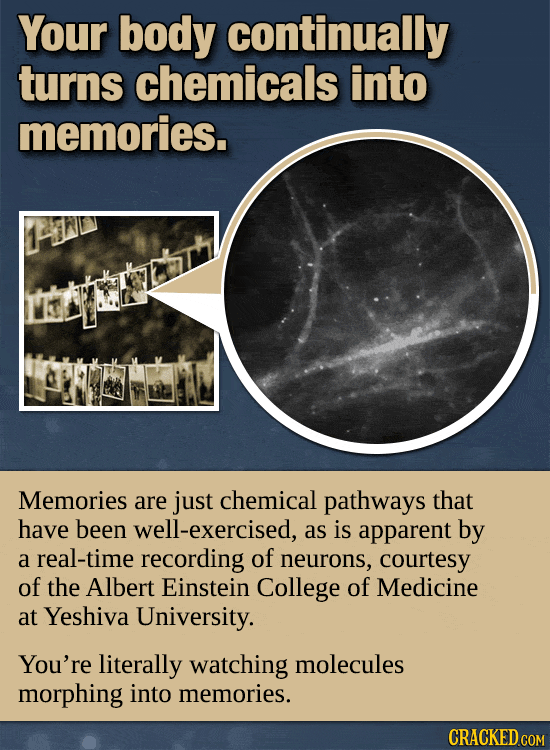 Your Body’s Incredible, Invisible Machinery (Made Visible)