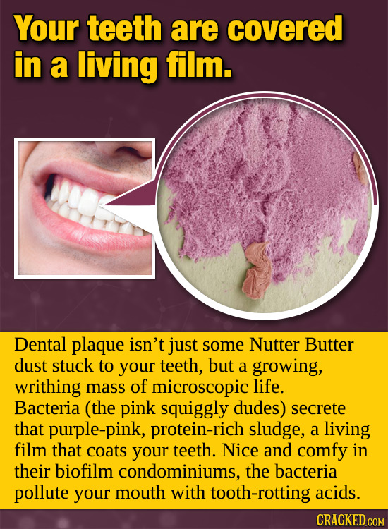 Your teeth are covered in a living film. Dental plaque isn't just some Nutter Butter dust stuck to your teeth, but a growing, writhing mass of microsc