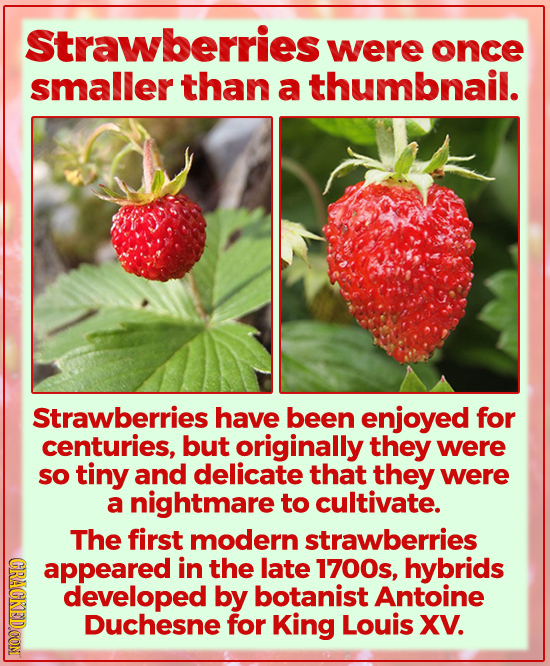 Strawberries were once smaller than a thumbnail. Strawberries have been enjoyed for centuries, but originally they were so tiny and delicate that they
