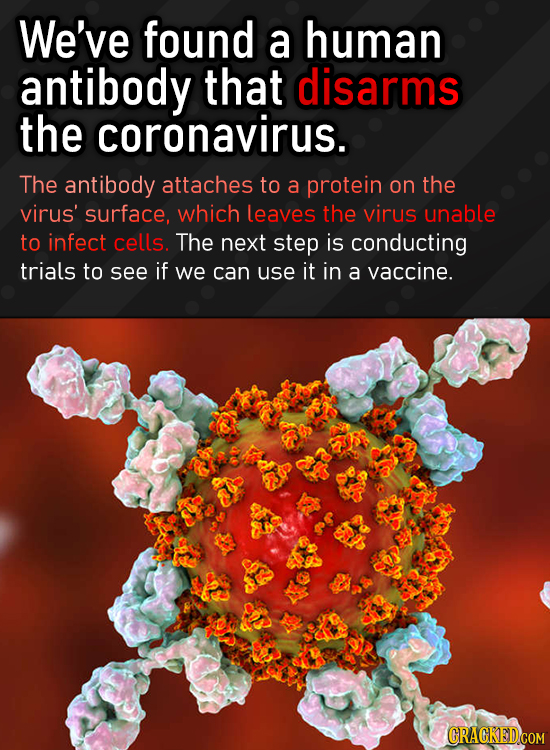 We've found a human antibody that disarms the coronavirus. The antibody attaches to a protein on the virus' surface, which leaves the virus unable to