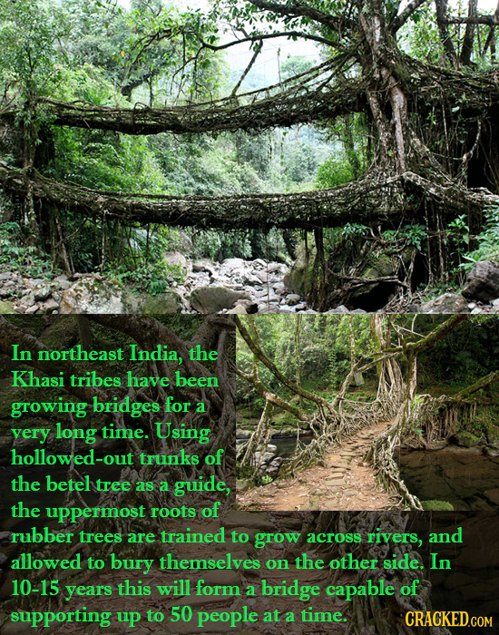 In northeast India, the Khasi tribes have been growing bridges for a very long time. Using hollowed-ou trunks of the betel tree as a guide, the upperm