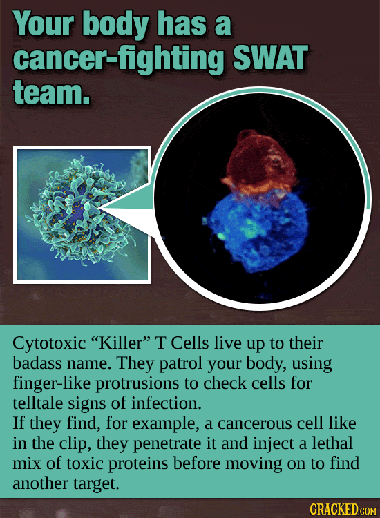 Your Body’s Incredible, Invisible Machinery (Made Visible)