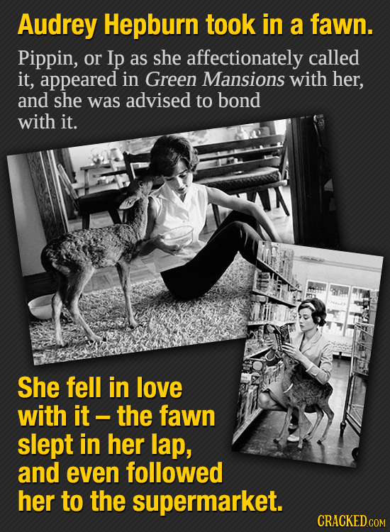 Audrey Hepburn took in a fawn. Pippin, or Ip as she affectionately called it, appeared in Green Mansions with her, and she was advised to bond with it