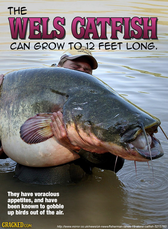 THE WELS CATFISH CAN GROW TO 12 FEET LONG. They have voracious appetites, and have been known to gobble up birds out of the air. CRACKED COM http :/ww