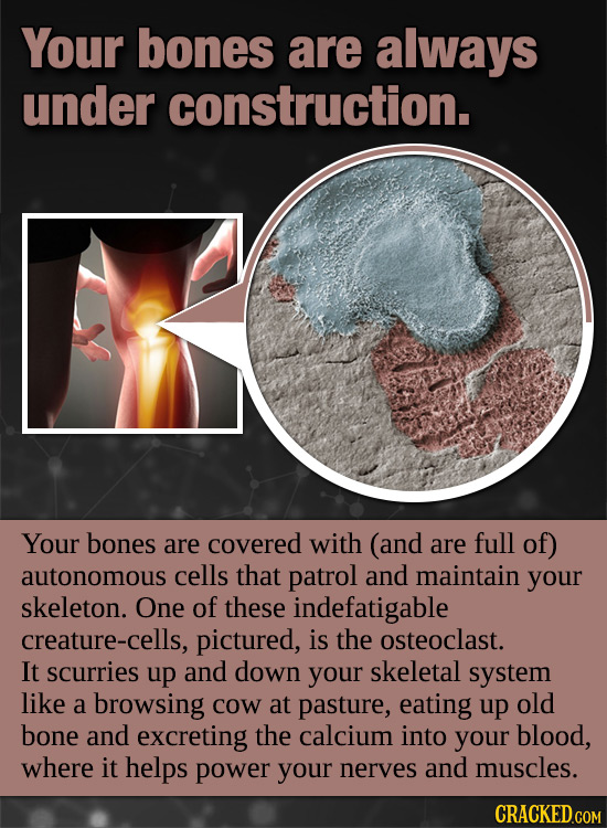 Your bones are always under construction. Your bones are covered with (and are full of) autonomous cells that patrol and maintain your skeleton. One o