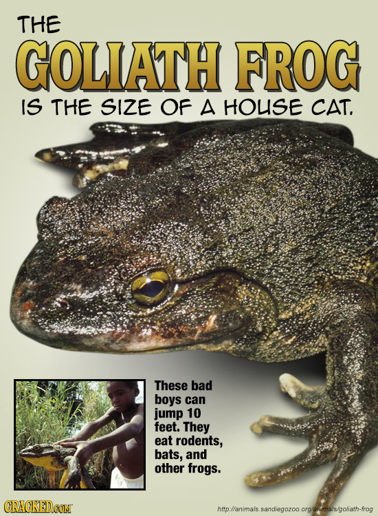 THE GOLIATH FROG IS THE SIZE OF A HOUSE CAT. These bad boys can jump 10 feet. They eat rodents, bats, and other frogs. CRACKEDCON ttp:llanimals p:l/an