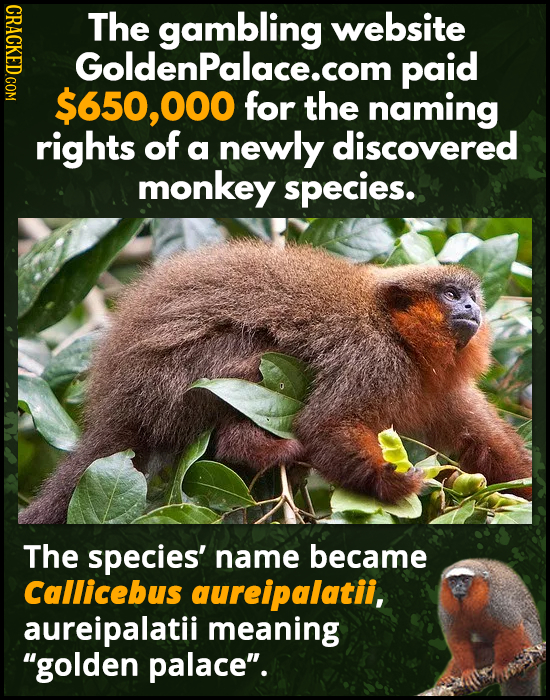 DAO The gambling website GoldenPalace.com paid $650,00 for the naming rights of a newly discovered monkey species. The species' name became Callicebus