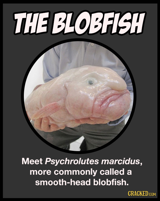 THE BLOBFISH Meet Psychrolutes marcidus, more commonly called a smooth-head blobfish. 