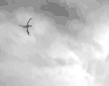 The 20 Most Eerily Convincing Paranormal Videos on YouTube