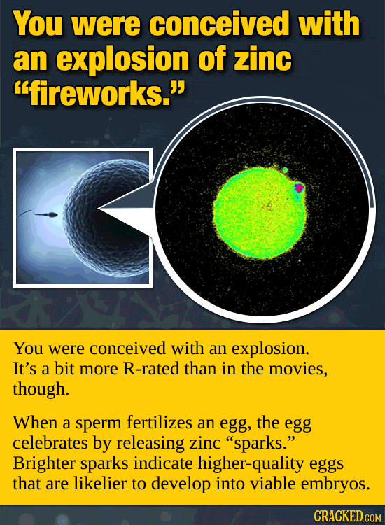 Your Body’s Incredible, Invisible Machinery (Made Visible)