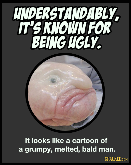 UNDERSTANDABLY, IT'S KNOWN FOR BEING UGLY. It looks like a cartoon of a grumpy, melted, bald man. CRACKED.COM 