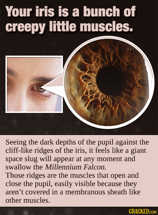 Your iris is a bunch of creepy little muscles. Seeing the dark depths of the pupil against the cliff-like ridges of the iris, it feels like a giant sp