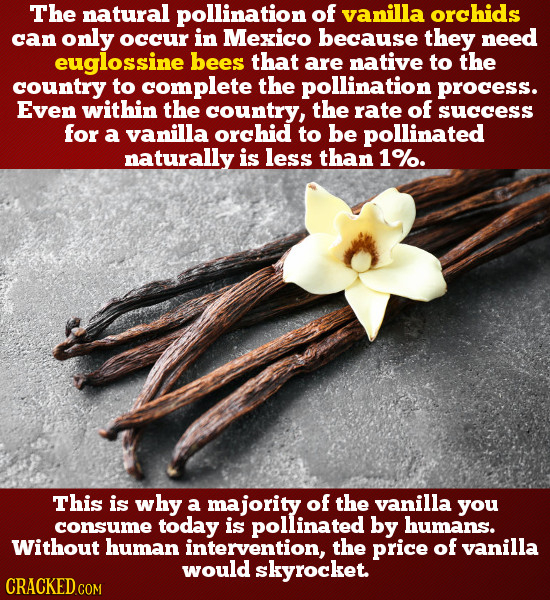 The natural pollination OF vanilla orchids can only occur in Mexico because they need euglossine bees that are native to the country to complete the p