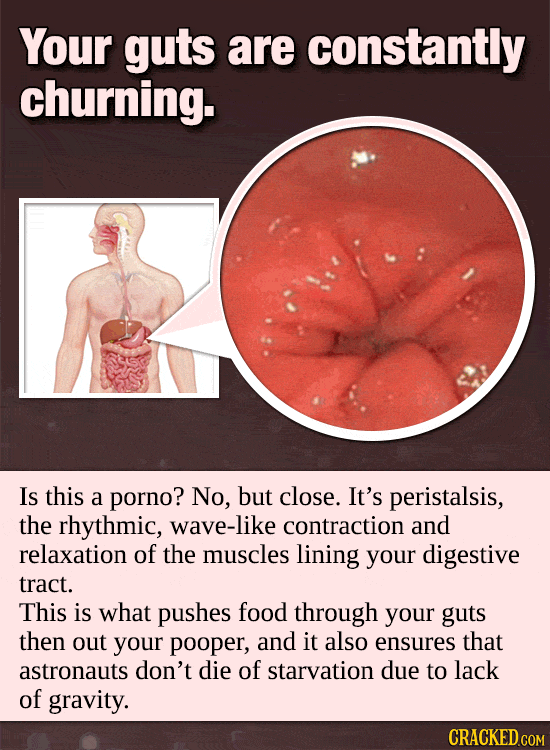 Your Body’s Incredible, Invisible Machinery (Made Visible)