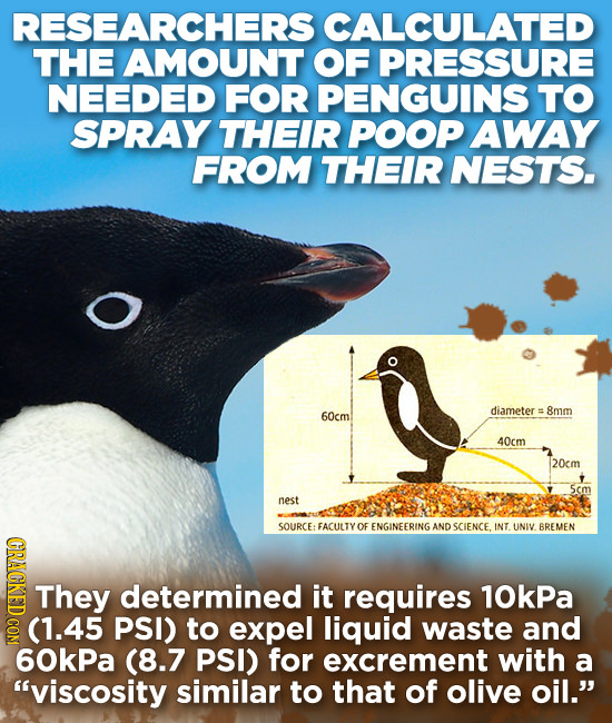 RESEARCHERS CALCULATED THE AMOUNT OF PRESSURE NEEDED FOR PENGUINS TO SPRAY THEIR POOP AWAY FROM THEIR NESTS. diameter 8mm 60cm 40cm 20cm 5cm nest SOUR