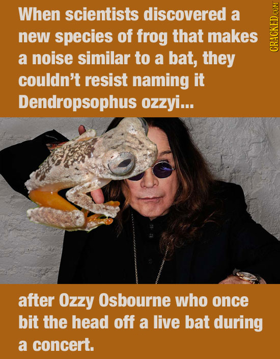 When scientists discovered a new species of frog that makes a noise similar to a bat, they CRAUN couldn't resist naming it Dendropsophus ozzyi... afte