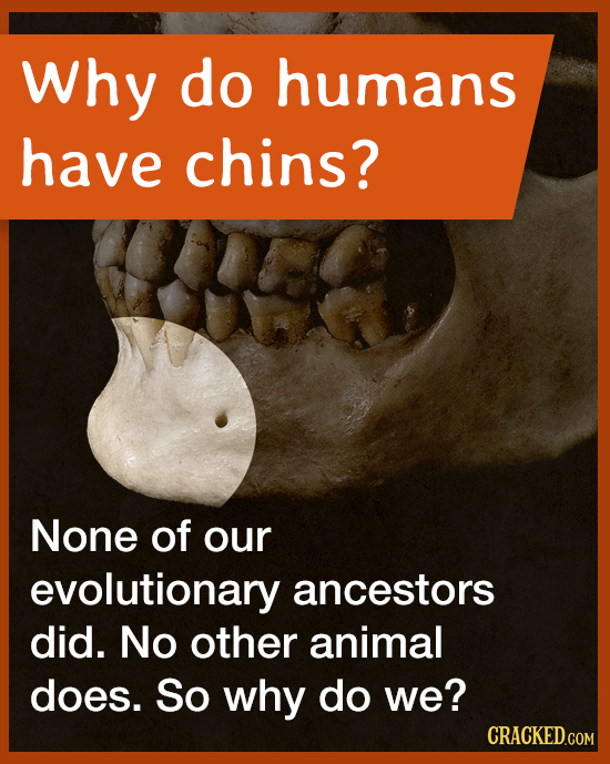 why do humans have chins? None of our evolutionary ancestors did. No other animal does. So why do we? 