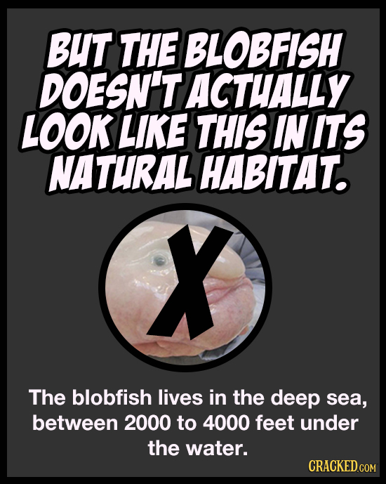 BUT THE BLOBFISH DOESN'T ACTHALLY LOOK LIKE THIS IN ITS NATURAL HABITAT. X The blobfish lives in the deep sea, between 2000 to 4000 feet under the wat