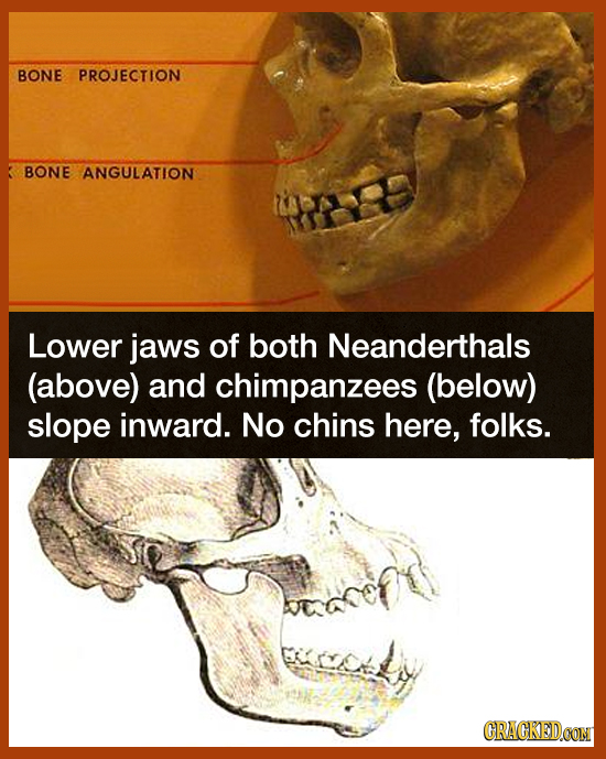 BONE PROJECTION BONE ANGULATION Lower jaws of both Neanderthals (above) and chimpanzees (below) slope inward. No chins here, folks. CRACKEDOON 