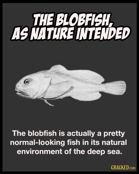 THE BLOBFISH, AS NATURE INTENDED The blobfish is actually a pretty normal-looking fish in its natural environment of the deep sea.