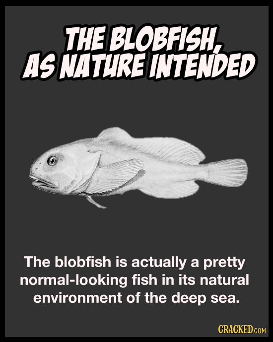 THE BLOBFISH, AS NATURE INTENDED The blobfish is actually a pretty normal-looking fish in its natural environment of the deep sea. 