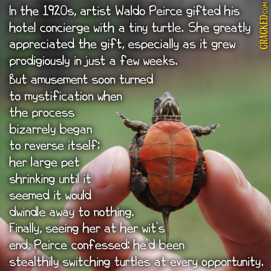 In the 1920s, artist Waldo Peirce gifted his hotel concierge with a tiny turtle. She greatly appreciated the gift, especially as it grew prodigiously