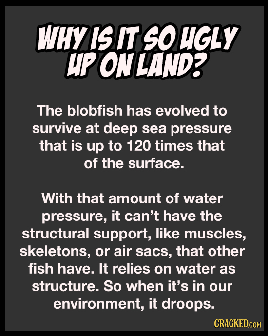 WHY IS IT SO HGLY UP ON LAND? The blobfish has evolved to survive at deep sea pressure that is up to 120 times that of the surface. With that amount o