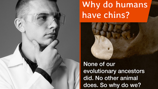 Why Do Humans Have Chins? 