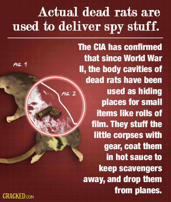 Actual dead rats are used to deliver spy stuff. The CIA has confirmed that since World War FIG. 1 lI, the body cavities of dead rats have been used as