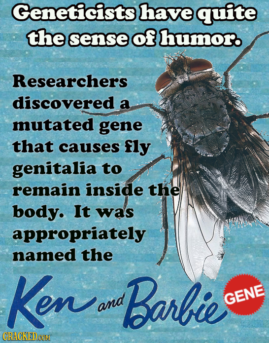 Geneticists have quite the sense of humor. Researchers discovered a mutated gene that causes fly genitalia to remain inside the body. It was appropria