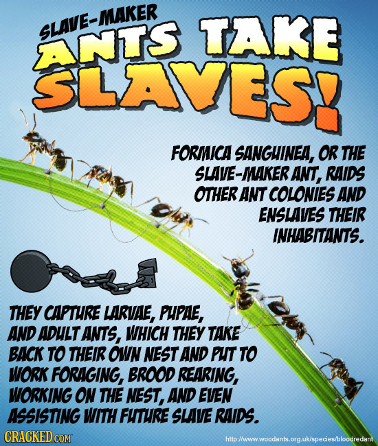 SLAVE-MAKER TAKE ANTS SLAVES FORMICA SANGINEA, OR THE SLAVE-MAKER ANt, RAIDS OTHER ANT COLONIES AND ENSLAVES THEIR INHABITANTS. THEY CAPTURE LARVAE, P