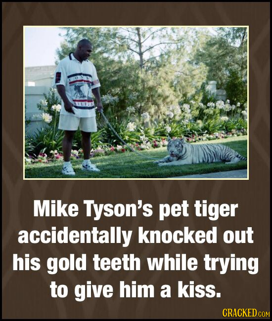 Mike Tyson's pet tiger accidentally knocked out his gold teeth while trying to give him a kiss. CRACKED