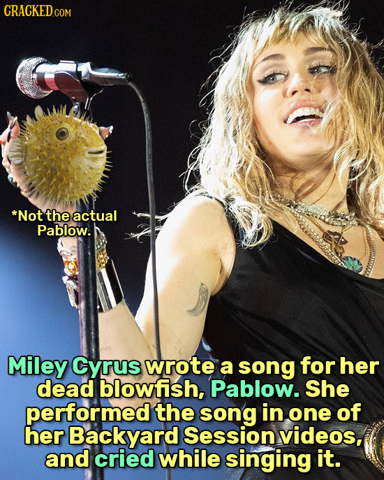 CRACKEDcO *Not the actual Pablow. Miley Cyrus wrote a song for her dead blowfish, Pablow. She performed the song in one of her Backyard Session videos