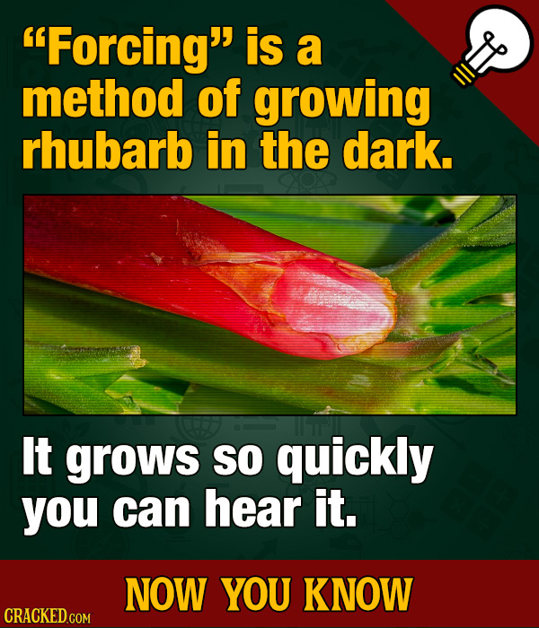 Forcing is a method of growing rhubarb in the dark. It grows SO quickly you can hear it. NOW YOU KNOW CRACKED.COM