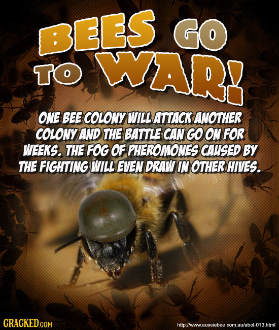 BEES GO TO WARI ONE BEE COLONY WILL ATTACK ANOTHER COLONY AND THE BATTLE CAN GO ON FOR WEEKS. THE FOG OF PHEROMONES CAUSED BY THE FIGHTING WILL EVEN D