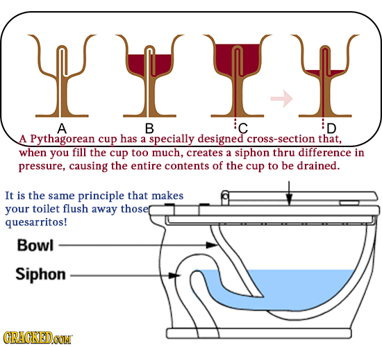 IT A B C D A Pythagorean cup has a specially designed cross-section that, when you fill the cup too much, creates siphon difference a thru in pressure