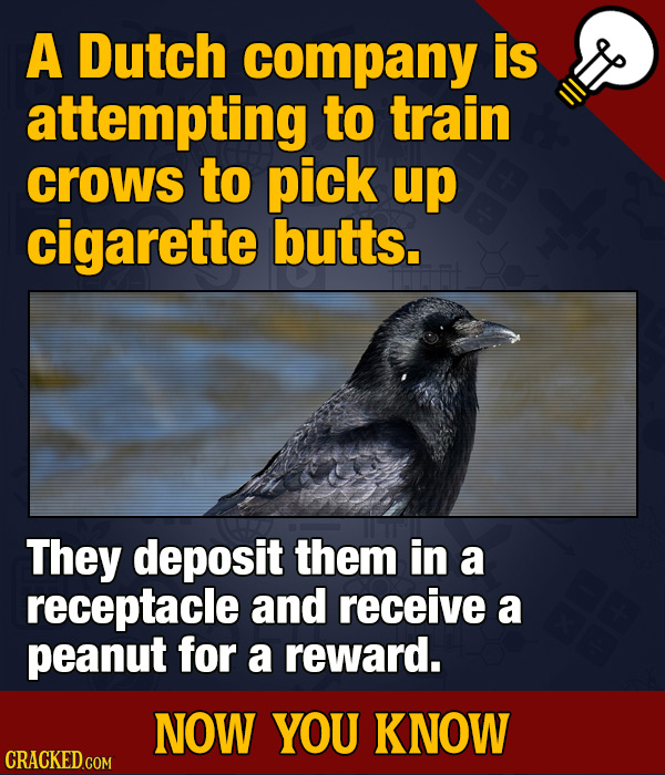 A Dutch company is attempting to train crows to pick up cigarette butts. They deposit them in a receptacle and receive a peanut for a reward. NOW YOU
