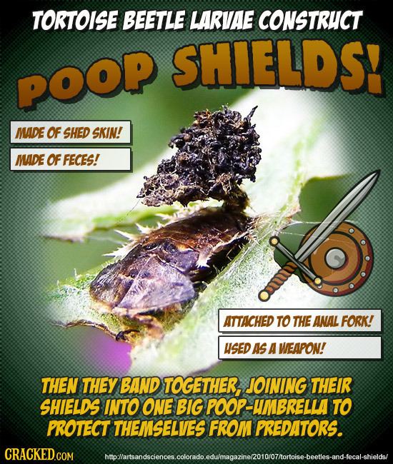 TORTOISE BEETLE LARVAE CONSTRHCT SHIELDS! POOP MADE OF SHED SKIN! MADE OF FECES! ATTACHED TO THE ANAL FORK! USED AS A WEAPON! THEN THEY BAND TOGETHER,