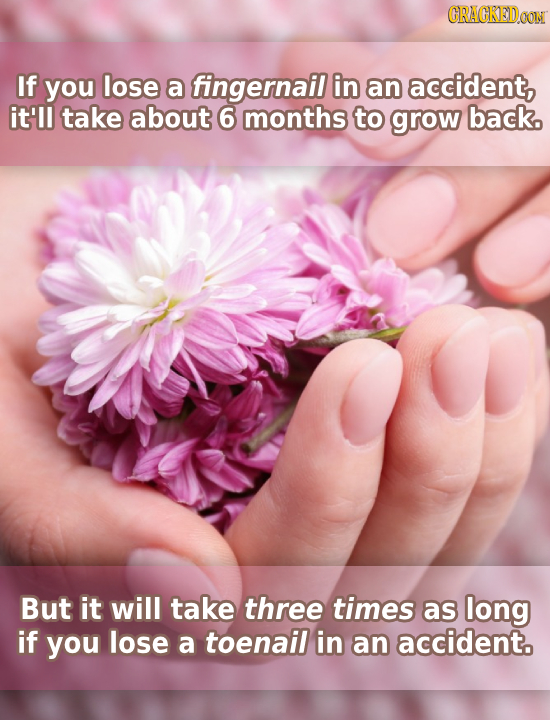 CRACKED0O If you lose a fingernail in an accident, it'll take about 6 months to grow back. But it will take three times as long if you lose a toenail