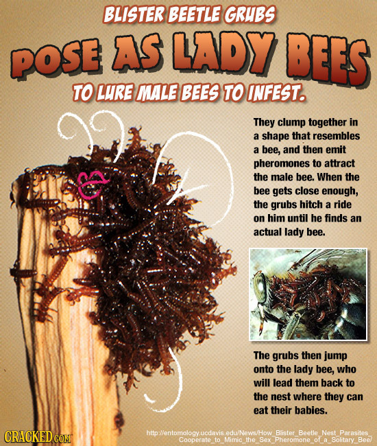 BLISTER BEETLE GRUBS POSE AS LADY BEES TO LURE MALE BEES TO INFEST. They clump together in a shape that resembles a bee, and then emit pheromones to a