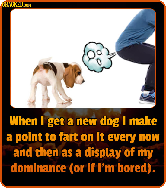 When I get a new dog I make a point to fart on it every now and then as a display of my dominance (or if I'm bored). 