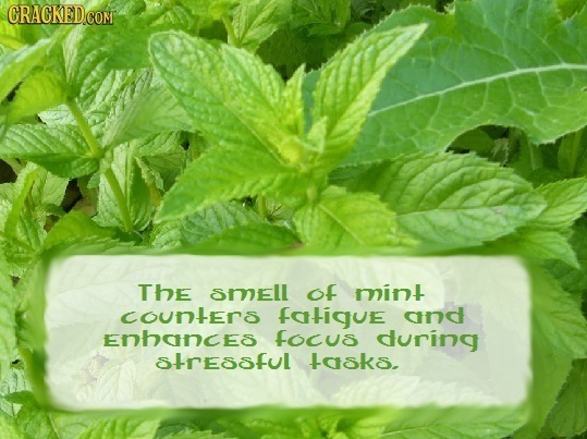The Smell of mint counters faligue and Enhances focus during sfressful +asks. 