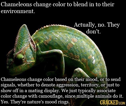 Chameleons change color to blend in to their environment. Actually, no. They don't. Chameleons change color based on their mood, or to send signals, w